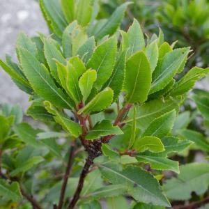 Sweet Bay Tree Care – Tips For Growing A Bay Tree