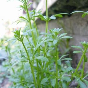 Galium borealis