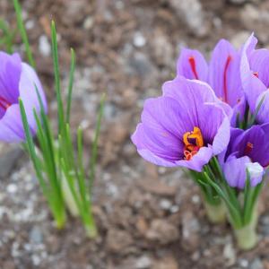 Information On How To Grow Saffron Crocus Bulbs