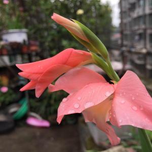 花盆里长起来的唐菖蒲，很普通的颜色，但在雨后还是显得那么美
就像徐志摩的诗里说的那句，
最是那一低头的温柔