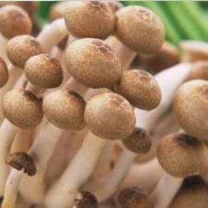 How to Grow Mushrooms in a Box at Home