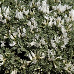 Astragalus tragacantha subsp. vicentinus