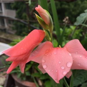 花盆里长起来的唐菖蒲，很普通的颜色，但在雨后还是显得那么美
就像徐志摩的诗里说的那句，
最是那一低头的温柔