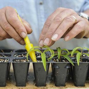 Reproducir hierbas aromáticas arbustivas por esquejes