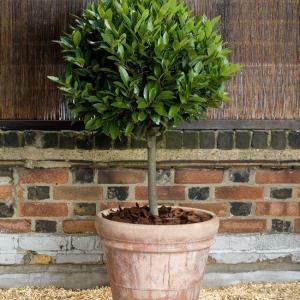Bay Laurel In A Container – Caring For Container Grown Bay Trees