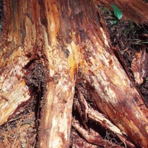 Armillaria Root Rot