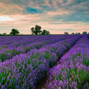 Grow Lavender Like the French: 7 Easy Tips for Anyone!