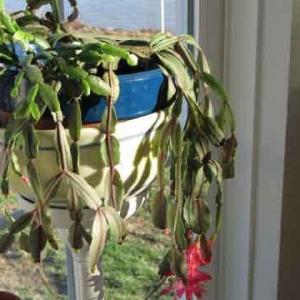 Christmas Cactus Is Rotting: Tips On Treating Root Rot In Christmas Cactus