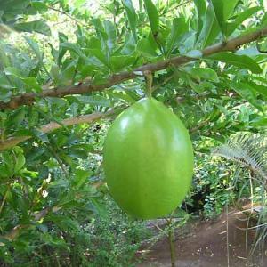 Calabash Tree Facts – How To Grow A Calabash Tree