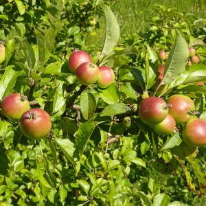 Are Crabapples Edible: Learn About The Fruit Of Crabapple Trees