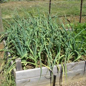 Can You Plant Garlic Near Tomatoes: Tips For Planting Garlic With Tomatoes