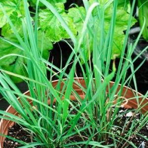 Learn About Growing Lemongrass Plant