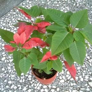 圣诞节植物：圣诞红、槲寄生、纽西兰圣诞树​