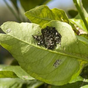 How Do You Treat a Magnolia Tree Infested With Ants and Sooty Mold?