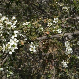 Growing Esperance Plants: Information On Silver Tea Tree