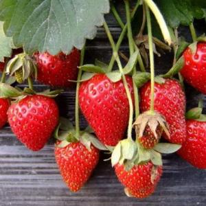When to Fertilize Strawberry Plants?