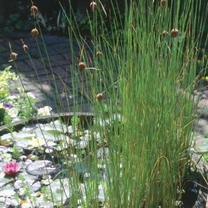 Cattails For The Pond – Tips On How To Control Cattails