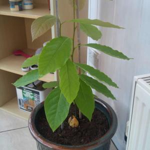 I've just repotted my avocado plant, do I now need to cover the pip with soil? thanks :)