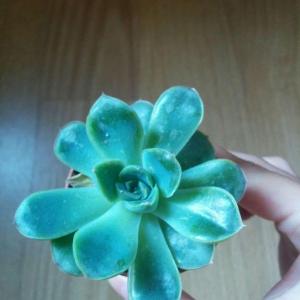 Does anyone know this shiny echeveria's name? #succulent  