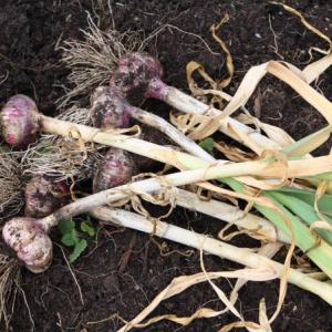 Storing Garlic Bulbs: How To Save Garlic For Next Year