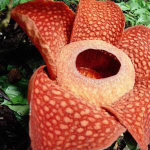 Rafflesia arnoldii – Corpse Flower