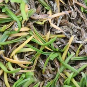 Anthracnose of Lawns
