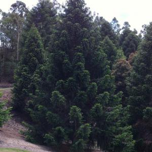 Bunya Pine Information – What Are Bunya Pine Trees