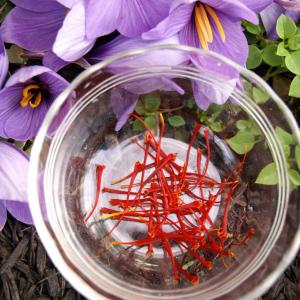 Saffron Harvest Info: How And When To Pick Saffron