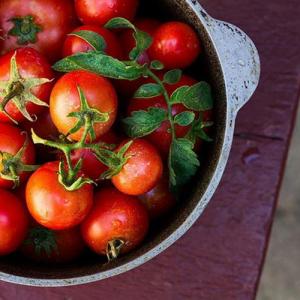 Los 10 mejores consejos para cultivar tomates