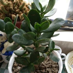 玉树怎么养才能更旺盛