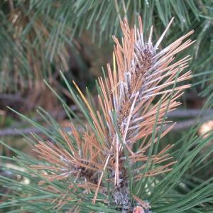 Sphaeropsis tip blight of pines