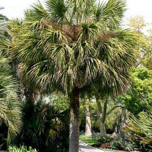 Palm Tree Care – Tips For Planting A Palm Tree In The Garden