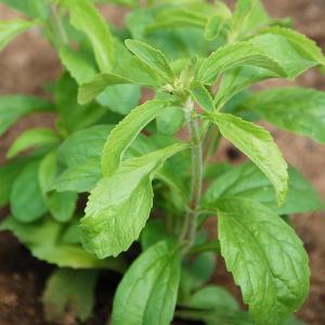 Aztec Sweet Herb Care: How To Use Aztec Sweet Herb Plants In The Garden