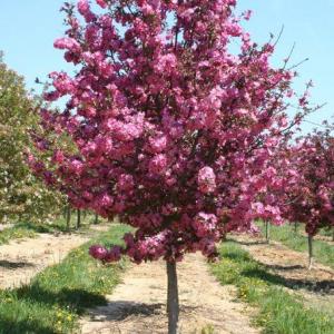 Crabapple Trees for Landscape：Guide to Common Crabapple Varieties