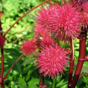 How to Grow Castor Oil Plant | Care and Growing Castor Beans