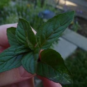 Trimming Mint Plants: How And When to Prune Mint