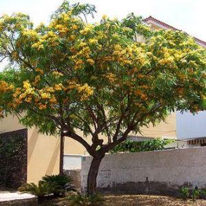 What Is A Tipu Tree: How To Grow A Tipuana Tree