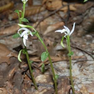 Triphora trianthophora