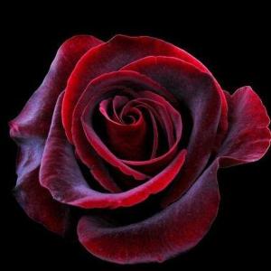 黑魔术玫瑰和卡罗拉玫瑰的区别！