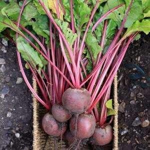 Growing Beets in Containers: How to Grow Beets in Pots