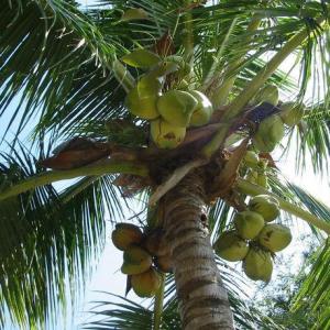 椰子的营养价值