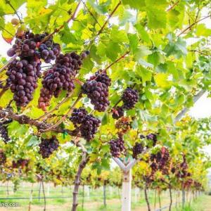 Signs of Bad Quality in Grapes