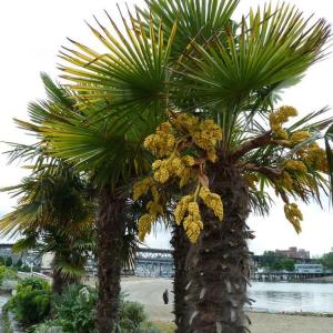 Pink Rot On Palms: Tips For Treating Palms With Pink Rot Fungus