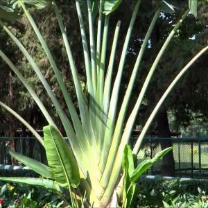 Caring For Travelers Palms – How To Grow A Travelers Palm