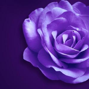 紫色玫瑰花语是什么