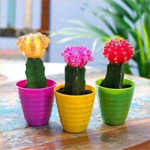 Moon Cactus Info: Learn About The Care Of Moon Cactus