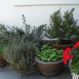 7 consejos para cultivar hierbas aromáticas en maceta