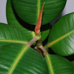 Rubber Tree Plant Potting – When Does Rubber Plant Need A New Pot