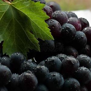 Should Grapes Be Mulched at Their Base?