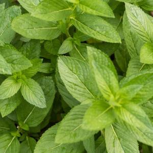 Field Mint Information: Learn About Wild Field Mint Growing Conditions